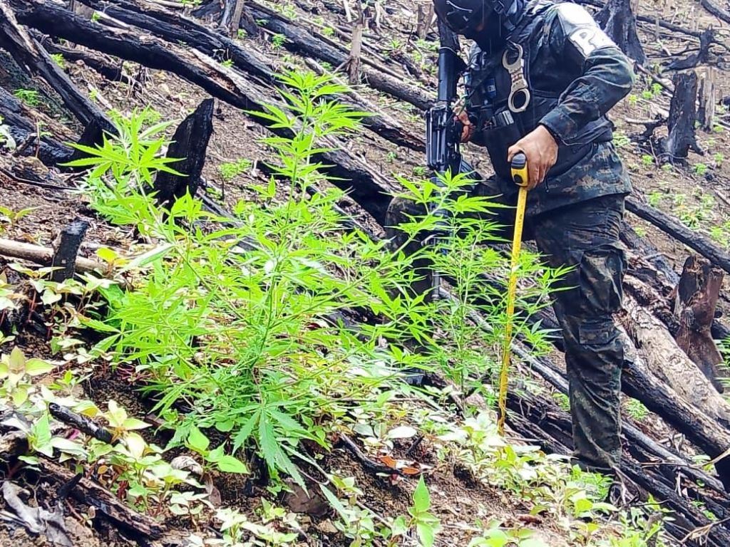 Hallan unas 3,500 plantas de supuesta marihuana en una zona montañosa de Tocoa, Colón